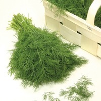 Graines potagères ANETH BIO HEROR (Anethum graveolens) - Graineterie A. DUCRETTET