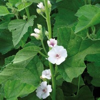  GUIMAUVE GUIMAUVE-GUIMAUVE (ALTHAEA OFFICINALIS)-Graines non traitées - Graineterie A. DUCRETTET