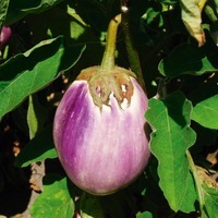 Graines potagères AUBERGINE BIO Rotonda bianca sfumata di rosa (Solanum melongena) - Graineterie A. DUCRETTET