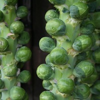 Graines potagères CHOU DE BRUXELLES BITESIZE F1 (Brassica oleracera gemmifera) - Graineterie A. DUCRETTET