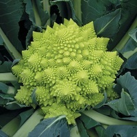  CHOU ROMANESCO CHOU ROMANESCO-VERONICA F1 (Brassica oleracea 'Romanesco')-Graines précision non traitées. - Graineterie A. DUCRETTET