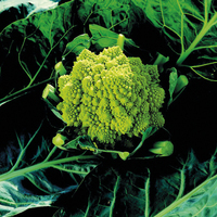 Graines potagères CHOU ROMANESCO BIO VERONICA F1 - Graineterie A. DUCRETTET