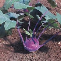  CHOU RAVE CHOU RAVE-violet AZUR STAR (Brassica oleracea Gongylodes Group)-Graines biologiques certifiées - Graineterie A. DUCRETTET