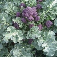 Graines potagères CHOU BROCOLI SANTEE F1 (Brassica oleracea botrytis cymosa) - Graineterie A. DUCRETTET