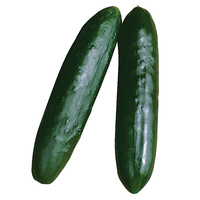  CONCOMBRE COURT et DIVERSIFICATION CONCOMBRE COURT et DIVERSIFICATION-ROCCKER F1 (Cucumis sativus)-Graines non traitées - Graineterie A. DUCRETTET
