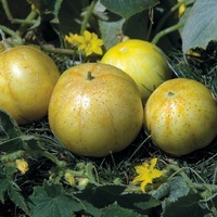 Graines potagères CONCOMBRE COURT et diversification LEMON - Graineterie A. DUCRETTET