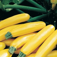 Graines potagères COURGETTE de diversification PARADOR F1 - Graineterie A. DUCRETTET