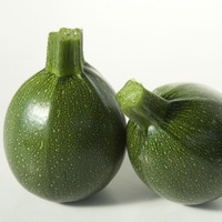 Graines potagères COURGETTE ronde SATELITE F1 (Cucurbita pepo) - Graineterie A. DUCRETTET