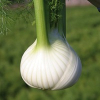 Graines potagères FENOUIL BULBE BIO GENESI F1 - Graineterie A. DUCRETTET