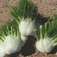 Graines potagères FENOUIL BULBE ORAZIO F1 (Foeniculum vulgare) - Graineterie A. DUCRETTET