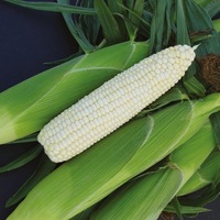  MAÏS DOUX MAÏS DOUX-BLANC 378A F1 (Zea mays)-Graines non traitées - Graineterie A. DUCRETTET