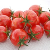 Graines potagères TOMATE CERISE ARTISAN Pink Bumble Bee - Graineterie A. DUCRETTET