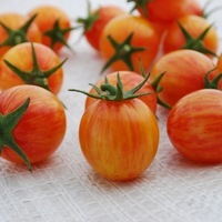 Graines potagères TOMATE CERISE ARTISAN Golden Bumble Bee - Graineterie A. DUCRETTET