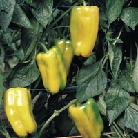 Graines potagères POIVRON ou PIMENT DOUX classique BIO ORANOS F1 - Graineterie A. DUCRETTET
