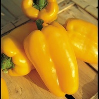 Graines potagères POIVRON ou PIMENT DOUX classique BIO DIOMEDE F1 - Graineterie A. DUCRETTET