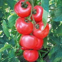  TOMATE RONDE TOMATE RONDE-HONEY MOON F1 (Solanum lycopersicum)-Graines non traitées - Graineterie A. DUCRETTET