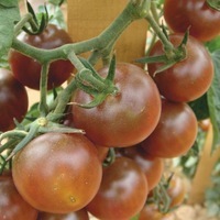  TOMATE CERISE TOMATE CERISE-BLACK CHERRY (Solanum lycopersicum)-Graines non traitées - Graineterie A. DUCRETTET