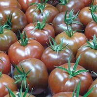  TOMATE RONDE TOMATE RONDE-KAKAO F1 (Solanum lycopersicum)-Graines non traitées - Graineterie A. DUCRETTET