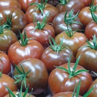 Graines potagères TOMATE RONDE KAKAO F1 (Solanum lycopersicum) - Graineterie A. DUCRETTET