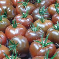  TOMATE RONDE TOMATE RONDE-KAKAO F1 (Solanum lycopersicum)-Graines biologiques certifiées - Graineterie A. DUCRETTET