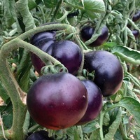  TOMATE RONDE TOMATE RONDE-INDIGO ROSE (Solanum lycopersicum)-Graines non traitées - Graineterie A. DUCRETTET