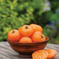 Graines potagères TOMATE RONDE ORANGE WELLINGTON (Solanum lycopersicum) - Graineterie A. DUCRETTET