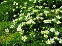 Graines de fleurs SAGINE SAGINA SUBULATA (Sagina subulata) - Graineterie A. DUCRETTET