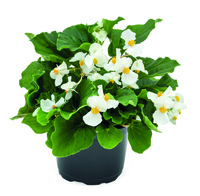 Graines de fleurs BEGONIA SEMPERFLORENS BIG F1 (Begonia semperflorens) - Graineterie A. DUCRETTET