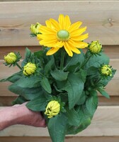 Graines de fleurs Annuelles - RUDBECKIA - Graineterie A. DUCRETTET