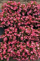  BEGONIA SEMPERFLORENS BEGONIA SEMPERFLORENS-SUPER COOL F1 (Begonia semperflorens)-bicolore blanc à bord rose - Graineterie A. DUCRETTET