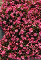  BEGONIA SEMPERFLORENS BEGONIA SEMPERFLORENS-SUPER COOL F1 (Begonia semperflorens)-rose clair - Graineterie A. DUCRETTET