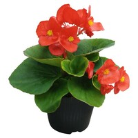  BEGONIA SEMPERFLORENS BEGONIA SEMPERFLORENS-SUPER COOL F1 (Begonia semperflorens)-rouge - Graineterie A. DUCRETTET
