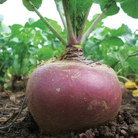 Graines potagères RUTABAGA (CHOU NAVET) GOWRIE - Graineterie A. DUCRETTET