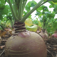 Graines potagères RUTABAGA (CHOU NAVET) INVITATION - Graineterie A. DUCRETTET