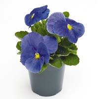  PENSEE  A GRANDES FLEURS PENSEE  A GRANDES FLEURS-INSPIRE PLUS F1-bleu - Graineterie A. DUCRETTET