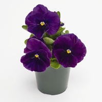  PENSEE  A GRANDES FLEURS PENSEE  A GRANDES FLEURS-INSPIRE PLUS F1-violet - Graineterie A. DUCRETTET