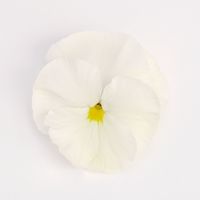  PENSEE  A GRANDES FLEURS PENSEE  A GRANDES FLEURS-INSPIRE PLUS F1-blanc - Graineterie A. DUCRETTET