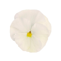  PENSEE  A GRANDES FLEURS PENSEE  A GRANDES FLEURS-INSPIRE PLUS F1-blanc - activé - Graineterie A. DUCRETTET