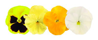  PENSEE  A GRANDES FLEURS PENSEE  A GRANDES FLEURS-INSPIRE PLUS F1-mélange limoncello - activé - Graineterie A. DUCRETTET