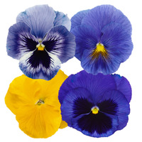 Graines de fleurs PENSEE A GRANDES FLEURS INSPIRE PLUS F1 (Création française MELBA) - Graineterie A. DUCRETTET