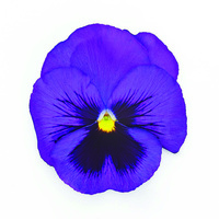  PENSEE  A GRANDES FLEURS PENSEE  A GRANDES FLEURS-INSPIRE DELUXXE (Viola witrockiana)-bleu surprise - Graineterie A. DUCRETTET