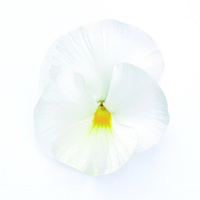  PENSEE  A GRANDES FLEURS PENSEE  A GRANDES FLEURS-INSPIRE DELUXXE (Viola witrockiana)-blanc - Graineterie A. DUCRETTET