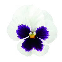  PENSEE  A GRANDES FLEURS PENSEE  A GRANDES FLEURS-INSPIRE DELUXXE (Viola witrockiana)-blanc à macule - Graineterie A. DUCRETTET