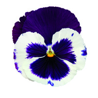  PENSEE  A GRANDES FLEURS PENSEE  A GRANDES FLEURS-INSPIRE DELUXXE (Viola witrockiana)-white violet wing (blanc à ailes violet) - Graineterie A. DUCRETTET