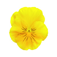  PENSEE  A GRANDES FLEURS PENSEE  A GRANDES FLEURS-INSPIRE DELUXXE (Viola witrockiana)-jaune - Graineterie A. DUCRETTET