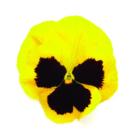  PENSEE  A GRANDES FLEURS PENSEE  A GRANDES FLEURS-INSPIRE DELUXXE (Viola witrockiana)-yellow blotch (jaune à macule) - Graineterie A. DUCRETTET