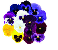  PENSEE  A GRANDES FLEURS PENSEE  A GRANDES FLEURS-INSPIRE DELUXXE (Viola witrockiana)-maxi mix (mélange complet) - Graineterie A. DUCRETTET