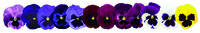  PENSEE  A GRANDES FLEURS PENSEE  A GRANDES FLEURS-INSPIRE DELUXXE (Viola witrockiana)-blotch mix (mélange coloris à macule) - Graineterie A. DUCRETTET