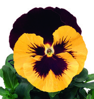 Graines de fleurs PENSEE POUR SUSPENSIONS INSPIRE  F1 (Viola witrockiana) - Graineterie A. DUCRETTET