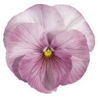  PENSEE POUR SUSPENSIONS PENSEE POUR SUSPENSIONS-INSPIRE  F1 (Viola witrockiana)-tons lilas - Graineterie A. DUCRETTET